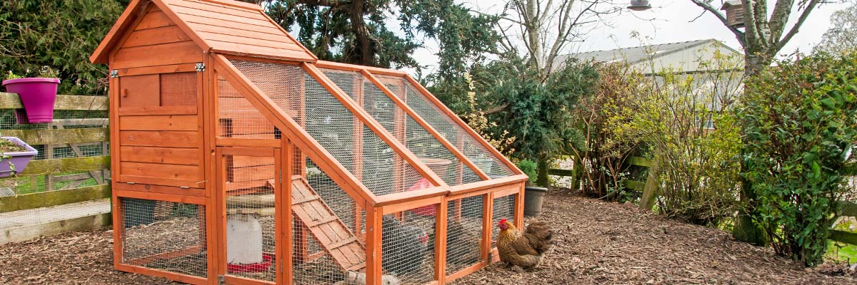 What You Need for Your Backyard Chicken Coop
