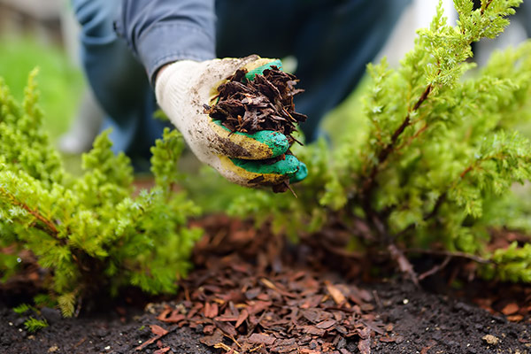 Mulching your garden